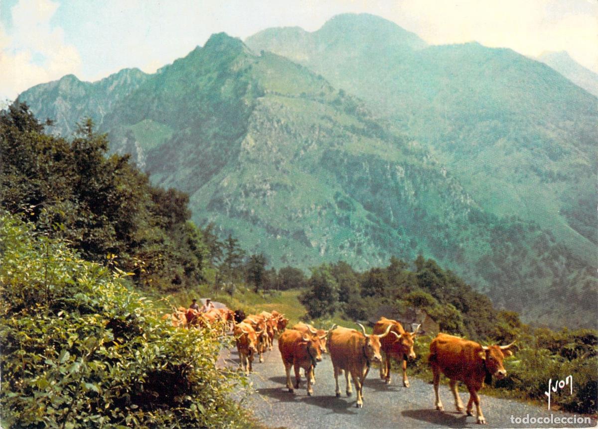 Cartes Postales: Postal de Ganado en los Pirineos Franceses - Trashumancia