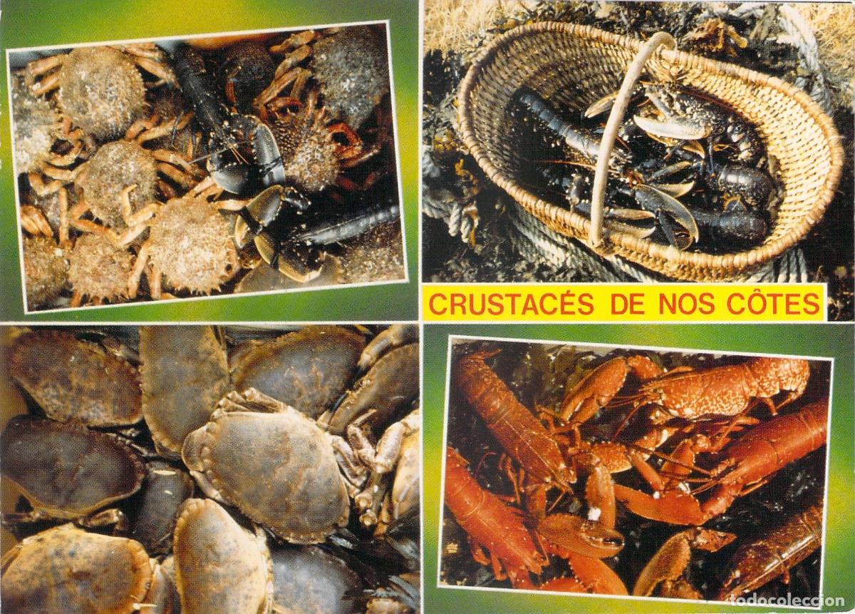 Postais: Postal Crust&aacute;ceos de nuestras Costas, Bogavantes y Cangrejos Marinos