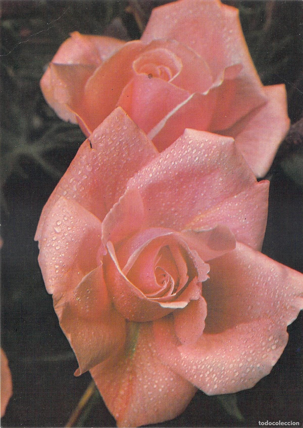 Postkarten: Postal polaca con rosas rosas y gotas de roc&iacute;o por S. Sadowski