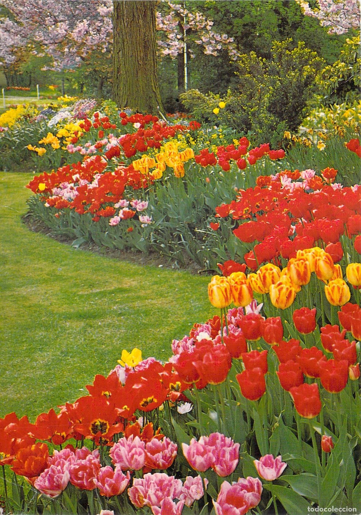 Cartes Postales: Postal de Tulipanes y Jardines de Chantilly Francia