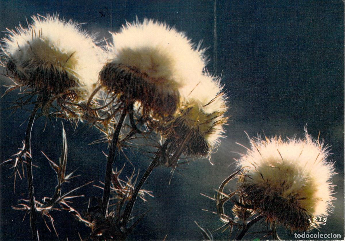 Cartes Postales: Postal de Cardos de Monta&ntilde;a, Paisaje de Auvernia, Francia