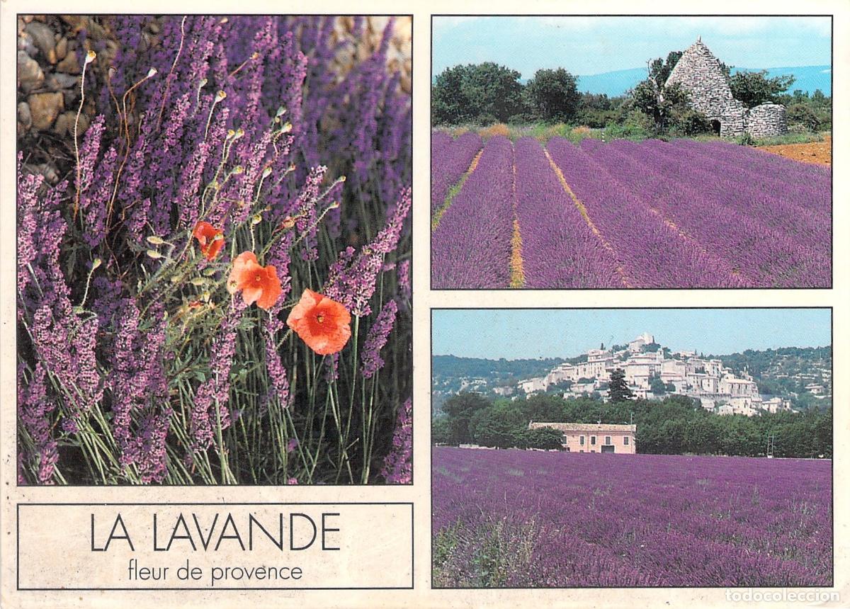 Cartoline: Postal de los campos de lavanda en Provenza, Francia