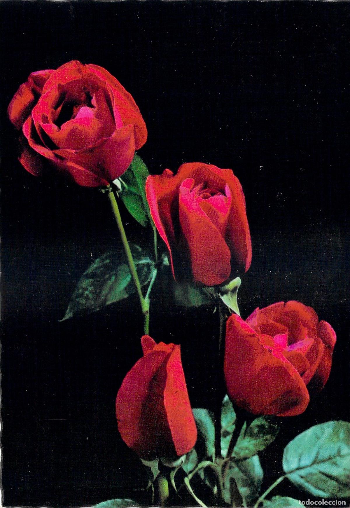 Postales: Postal de Rosas Rojas - Dise&ntilde;o Floral M.D. Paris