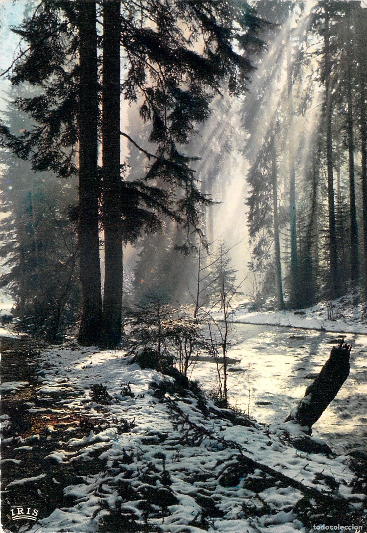 Postkarten: Postal Paisaje de Bosque Nevado con Rayos de Sol en Alsacia