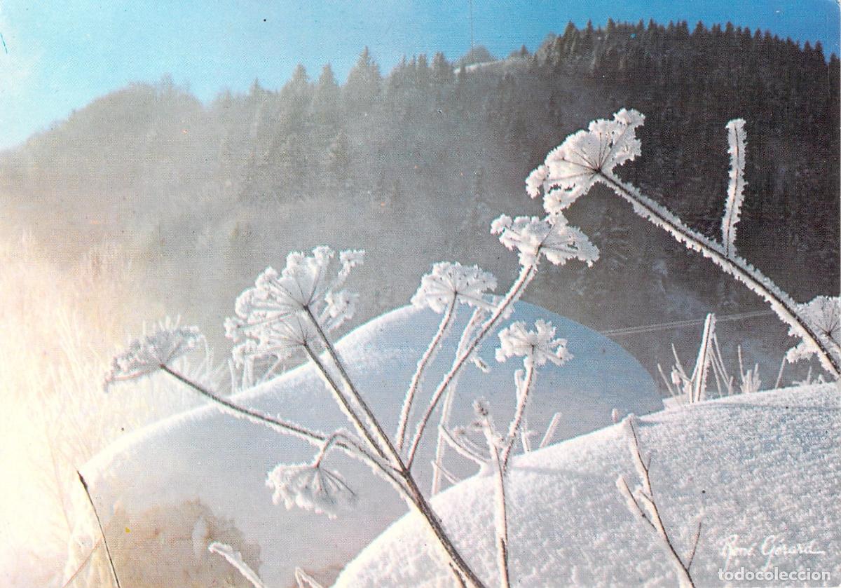 Postais: Postal de Paisaje Invernal con Flores Heladas en los Alpes