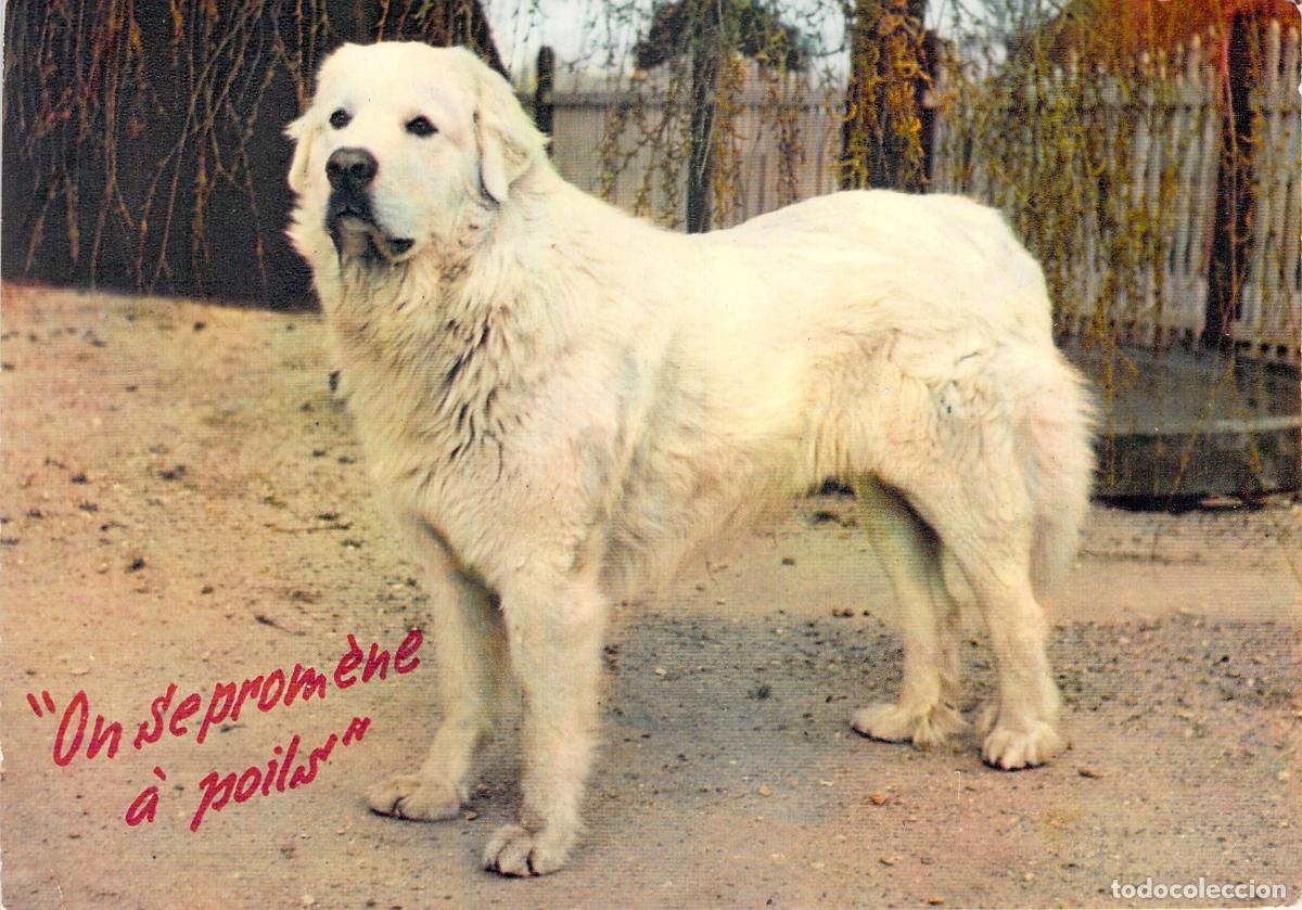 Postales: Postal de Perro Monta&ntilde;a del Pirineo - On se prom&egrave;ne &agrave; poils