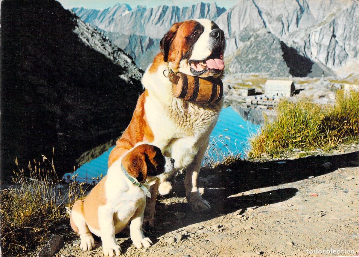 Postales: Postal de Perros San Bernardo en el Hospicio del Gran San Bernardo, Suiza