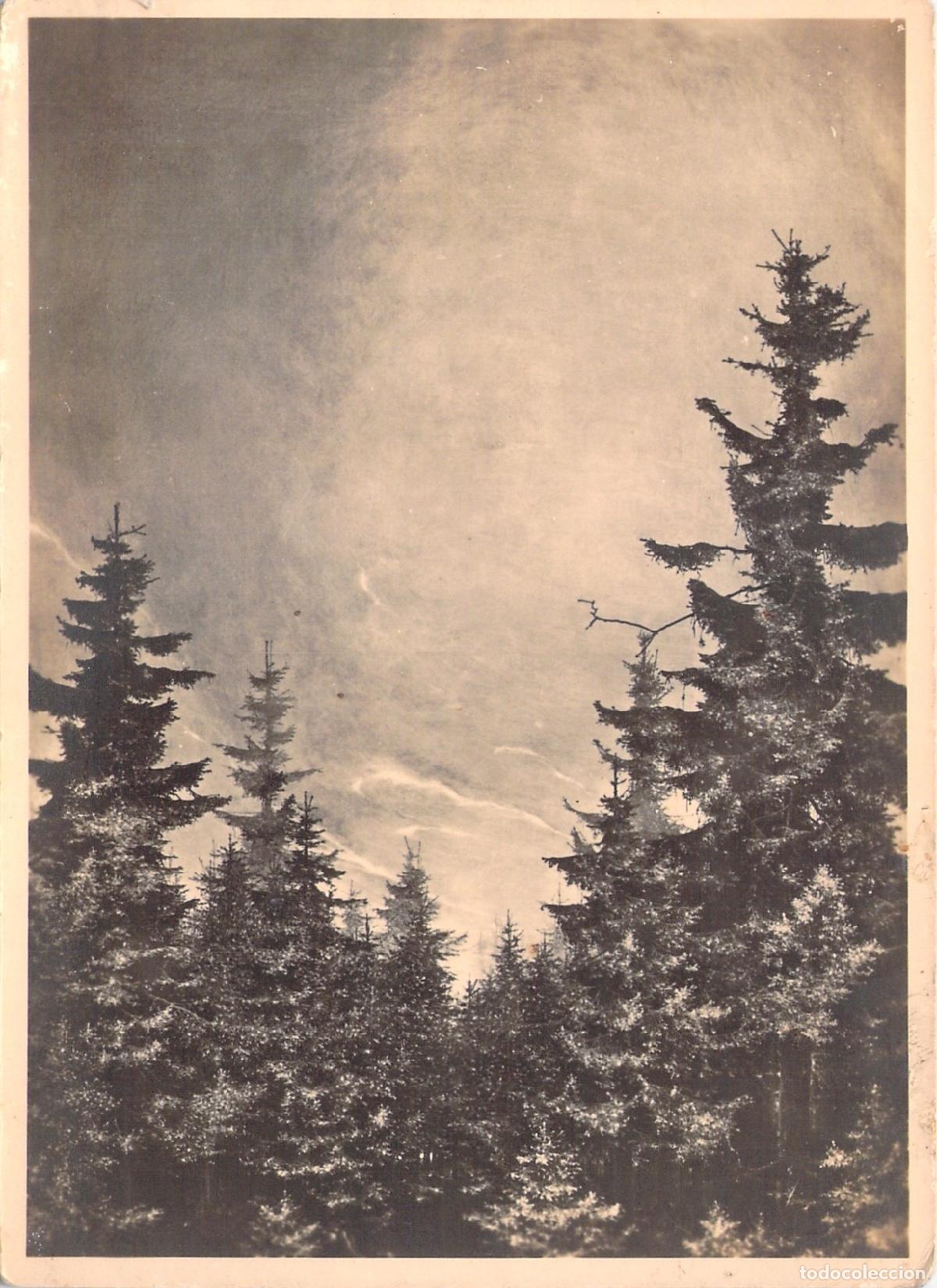 Postales: Postal de Arte Willi Kriegel - Paisaje de Bosque Morgen HDK 515