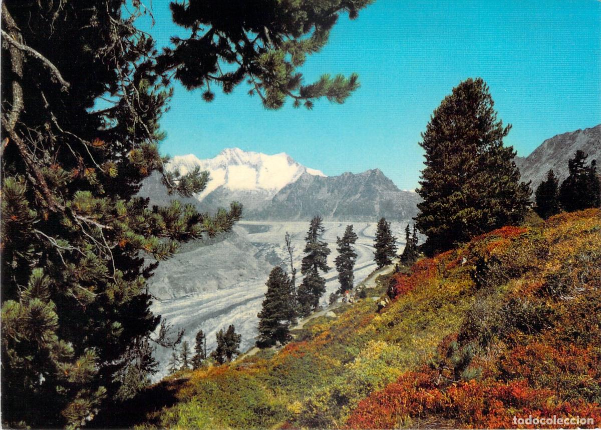 Postcards: Postal del Glaciar Aletsch y Bosque Aletschwald en Riederalp, Suiza