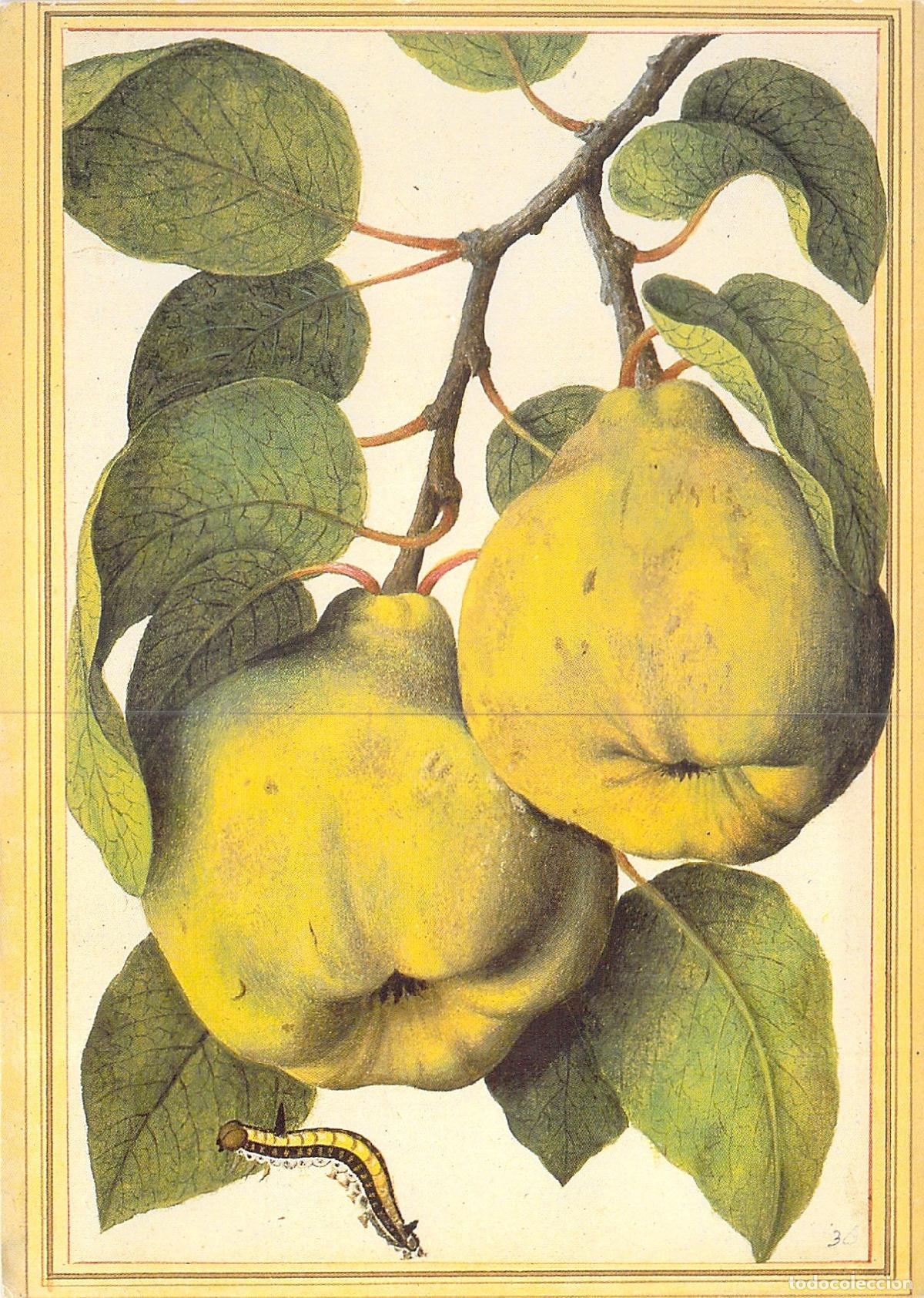 Postales: Postal Museo Brit&aacute;nico Membrillo y Oruga Jacques Le Moyne