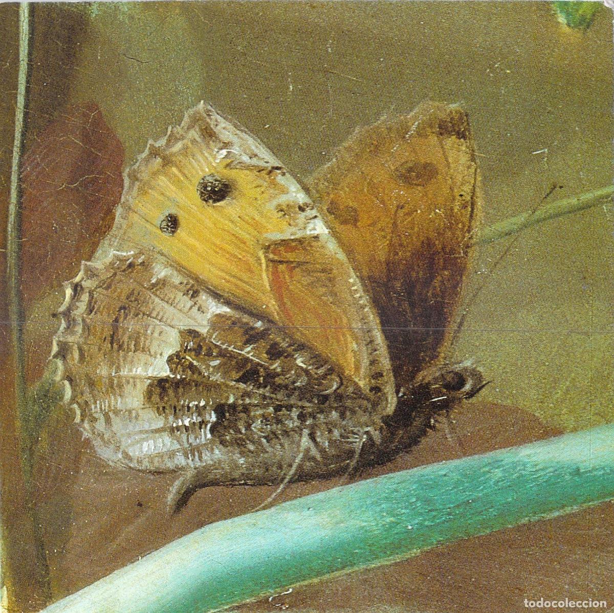 Postales: Postal de Mariposa de Jan van Os, National Gallery de Londres