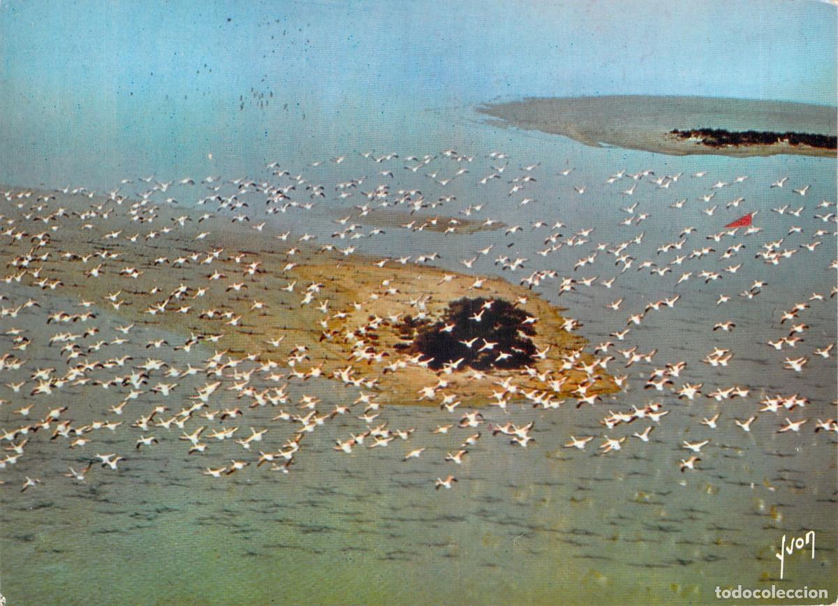 Postales: Postal de Camargue: Vuelo de Flamencos Rosas, Foto A&eacute;rea de Alain Perceval