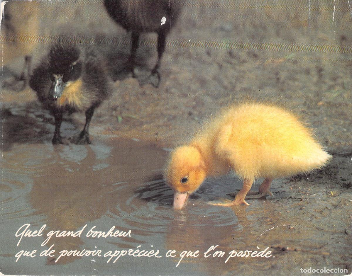 Postales: Postal de Patitos con Frase Inspiradora en Franc&eacute;s