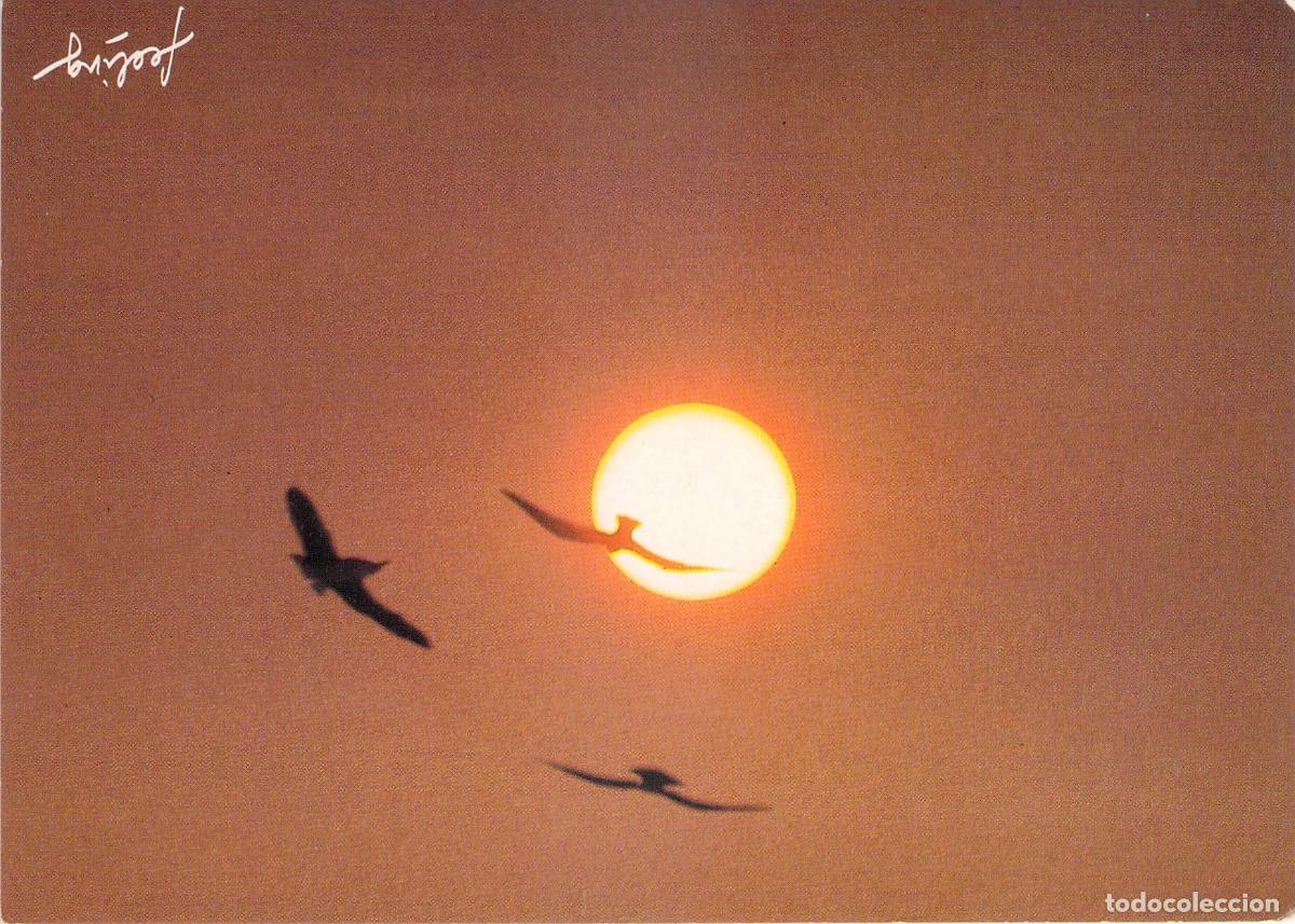 Postales: Postal Art&iacute;stica de Aves al Atardecer Feeling Combier