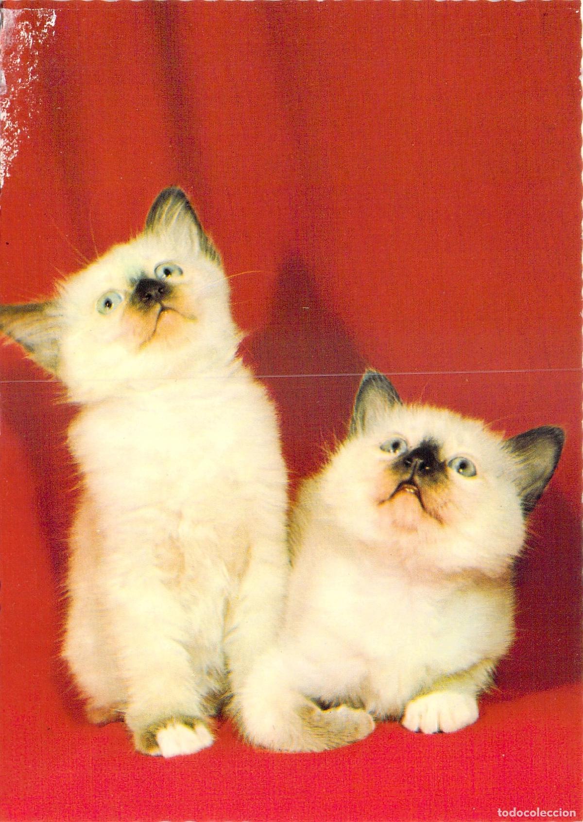 Postales: Postal de Adorables Gatitos Siameses sobre Fondo Rojo
