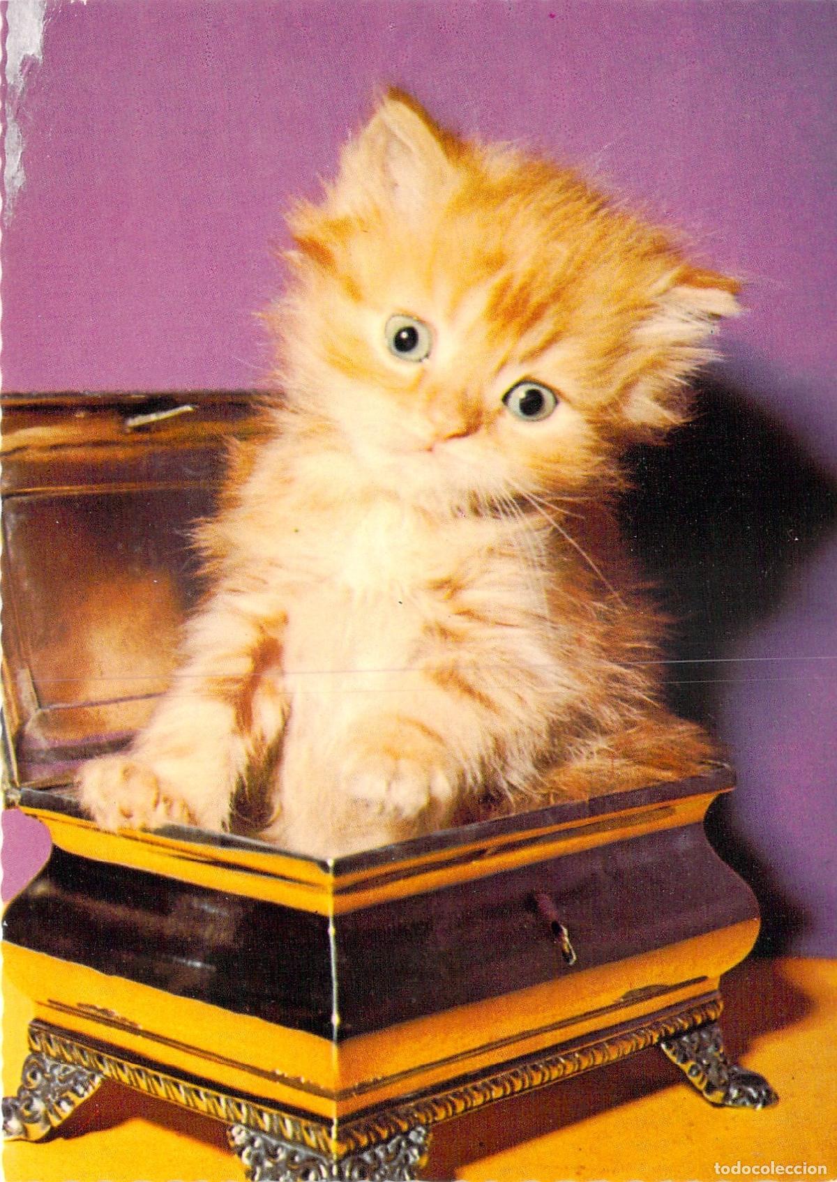 Postales: Tarjeta Postal Gatito Naranja en Cofre de Joyas