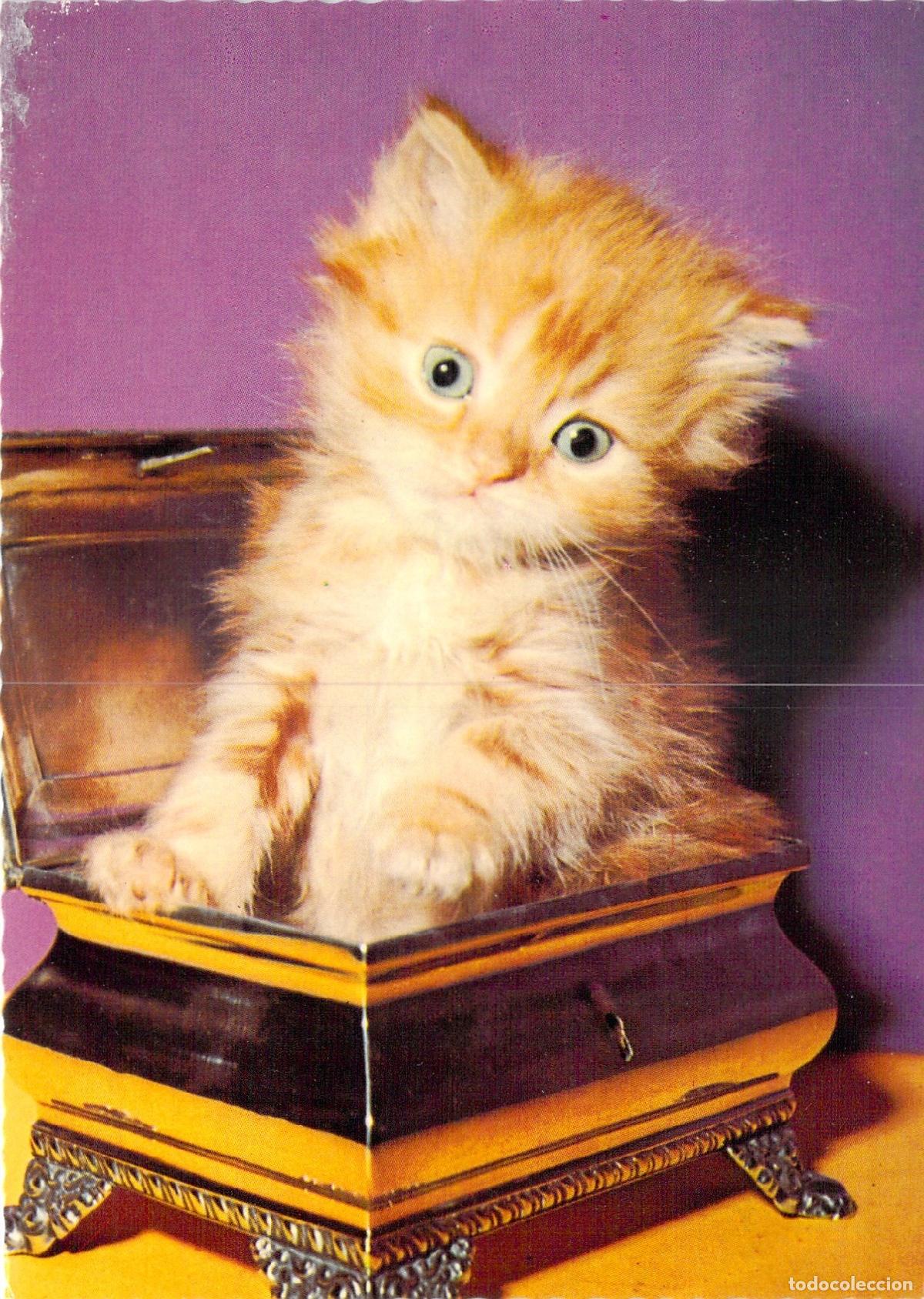 Postales: Postal de Gatito Atigrado en Joyero, Impresa en Alemania Occidental