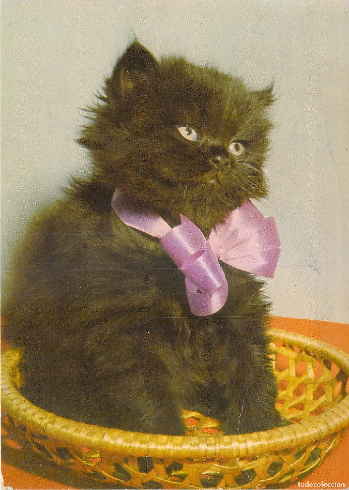 Postales: Postal de Gatito Negro con Lazo Rosa en Canasta