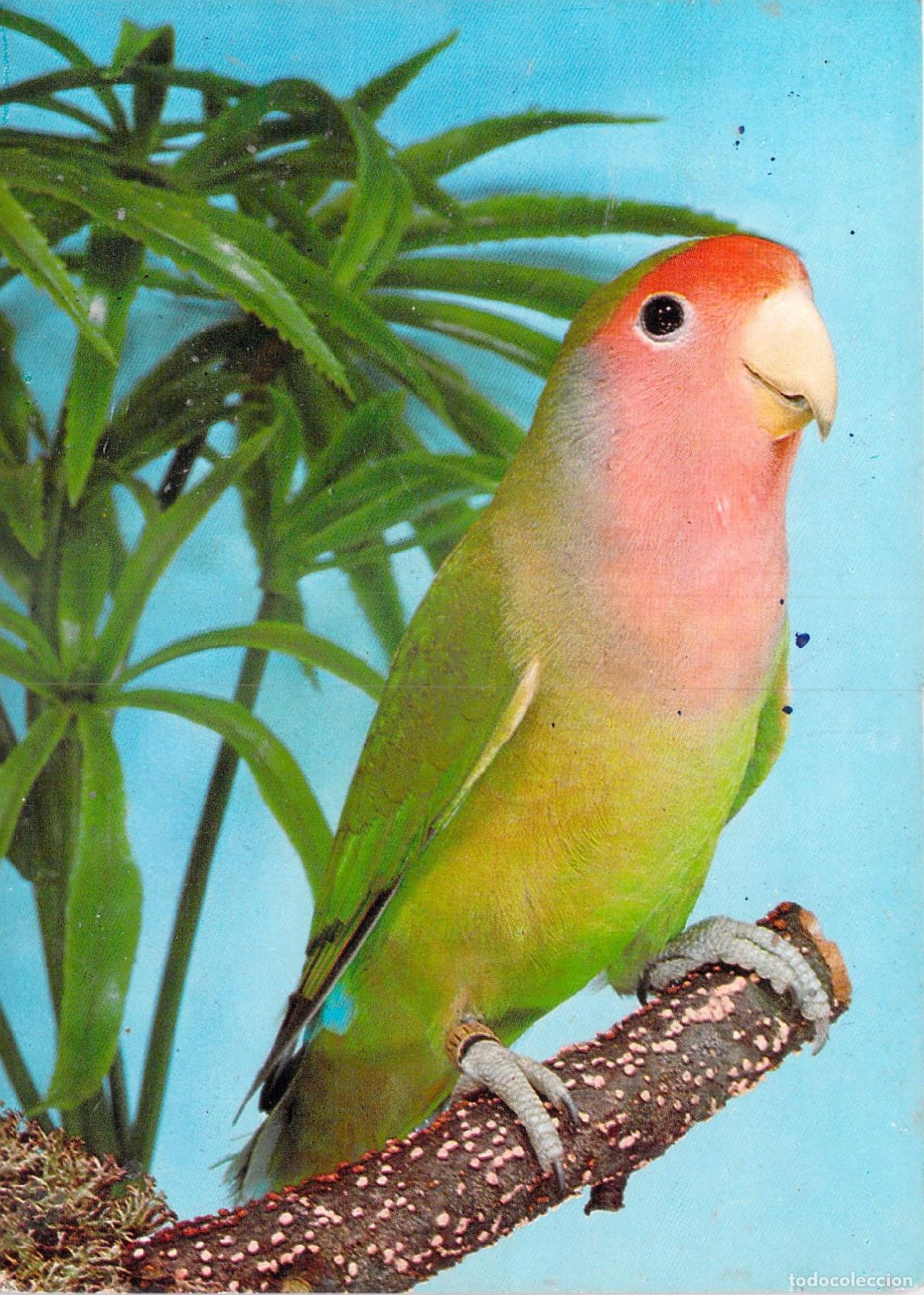 Postales: Postal de Agapornis Inseparable en Rama de &Aacute;rbol