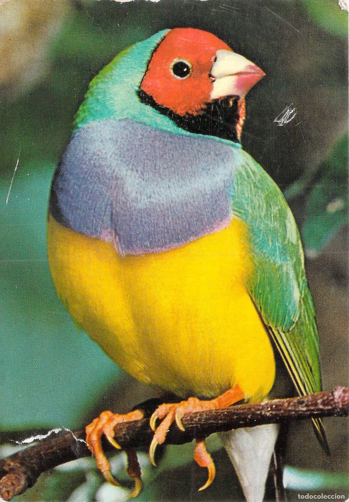 Postales: Postal de P&aacute;jaro Diamante de Gould Aves Ex&oacute;ticas