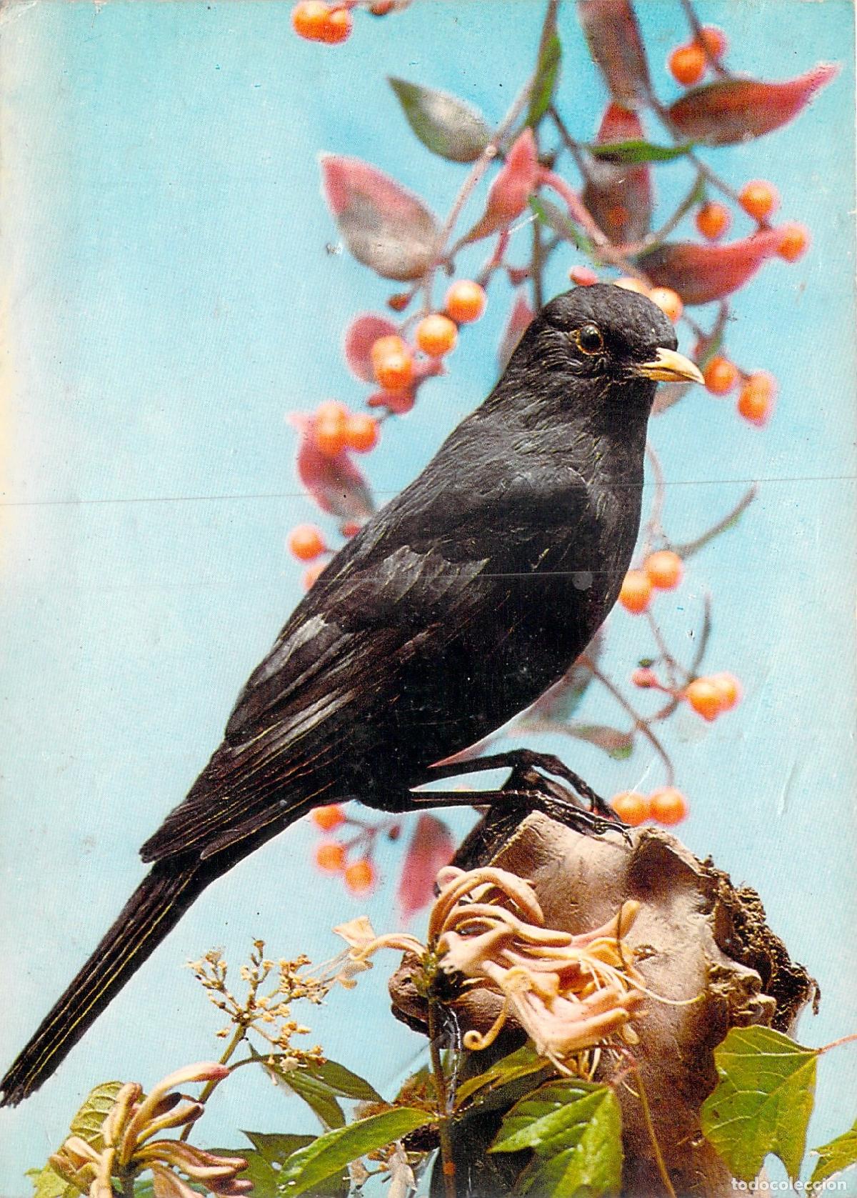 Postales: Postal de Mirlo Com&uacute;n sobre Rama con Bayas y Flores