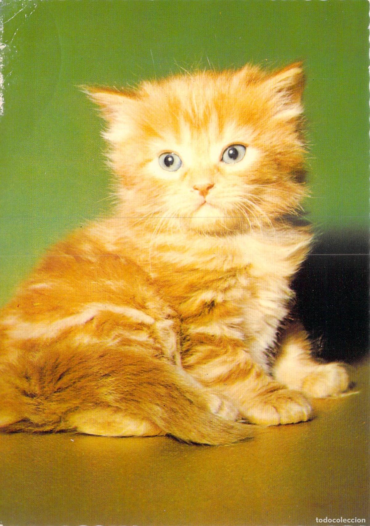 Postales: Postal de Gatito Pelirrojo Tierno - Edici&oacute;n de Alemania Occidental
