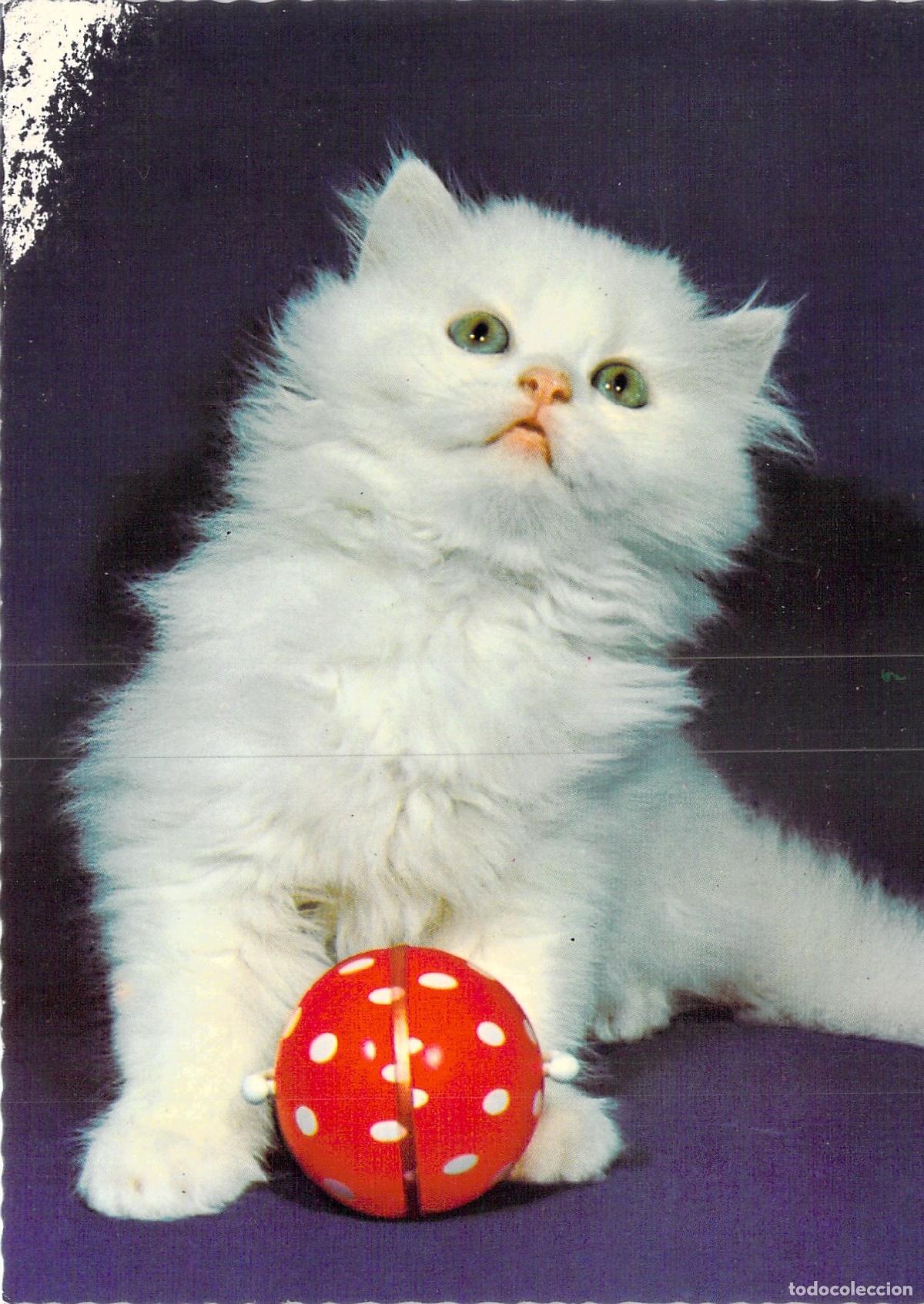 Postales: Tarjeta Postal de Gatito Blanco con Pelota de Lunares