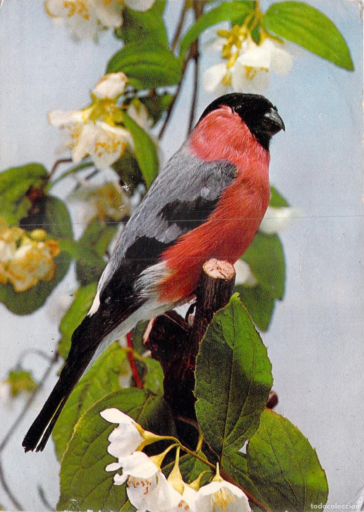 Postales: Postal de P&aacute;jaro Camachuelo sobre Rama con Flores Blancas