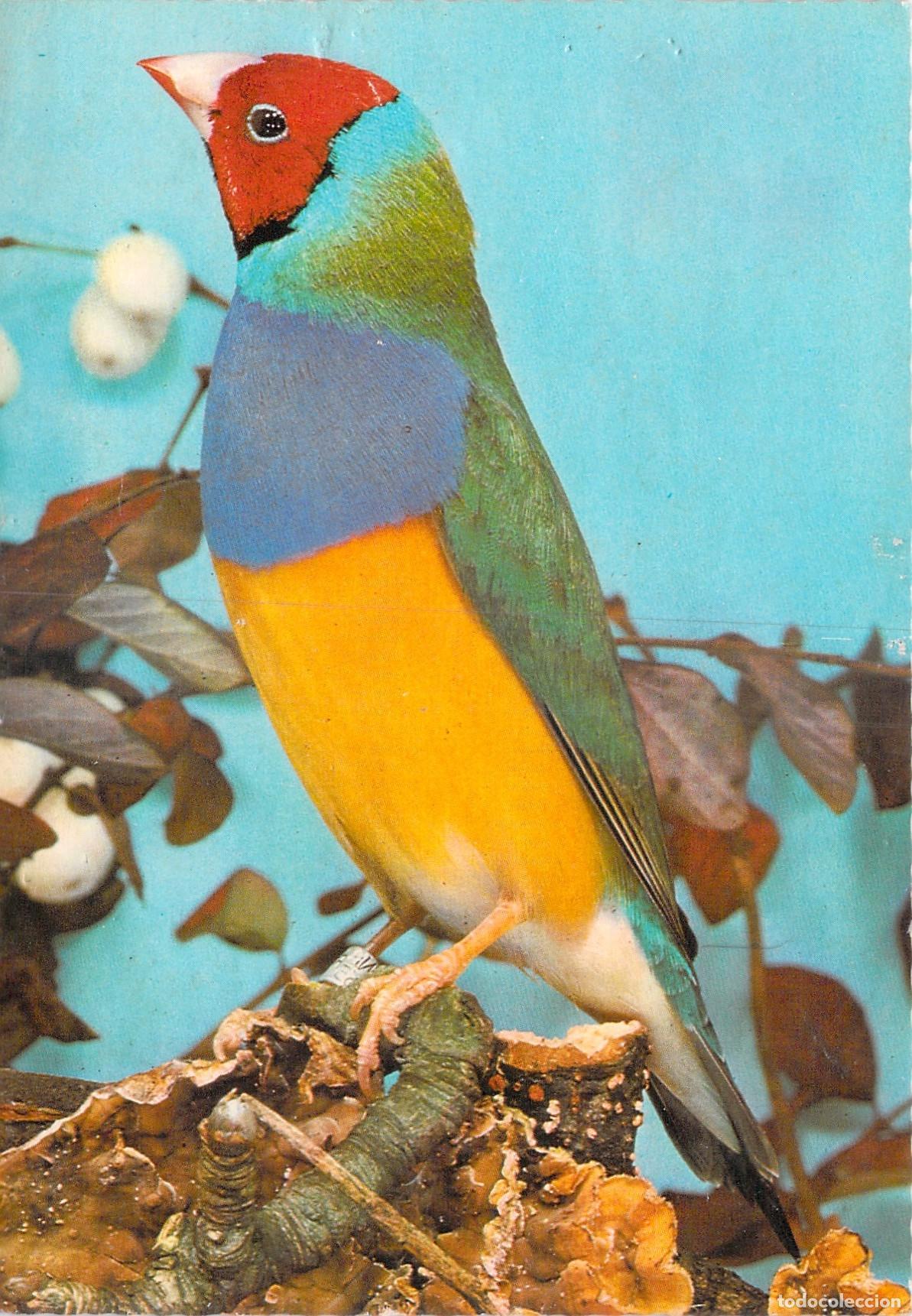 Postales: Postal Ilustrada de P&aacute;jaro Diamante de Gould - Fauna Ex&oacute;tica