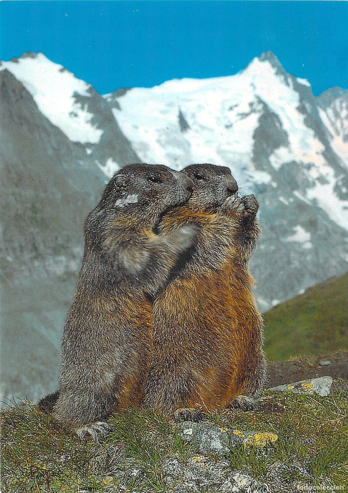 Postales: Postal de Marmotas en los Alpes Suizos - Fauna Alpina