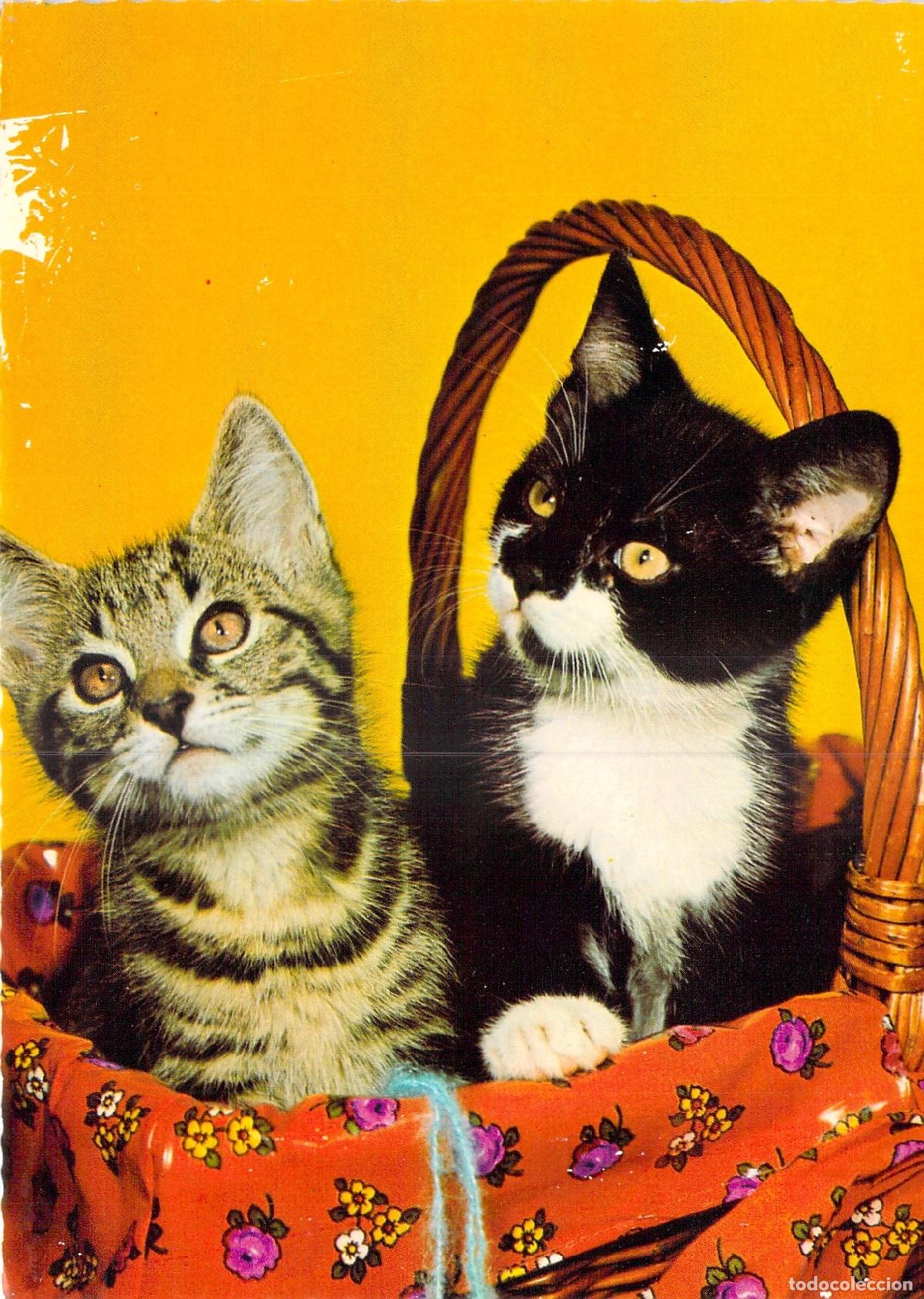 Postales: Postal de Gatitos en Canasta de Mimbre - Impresa en Alemania
