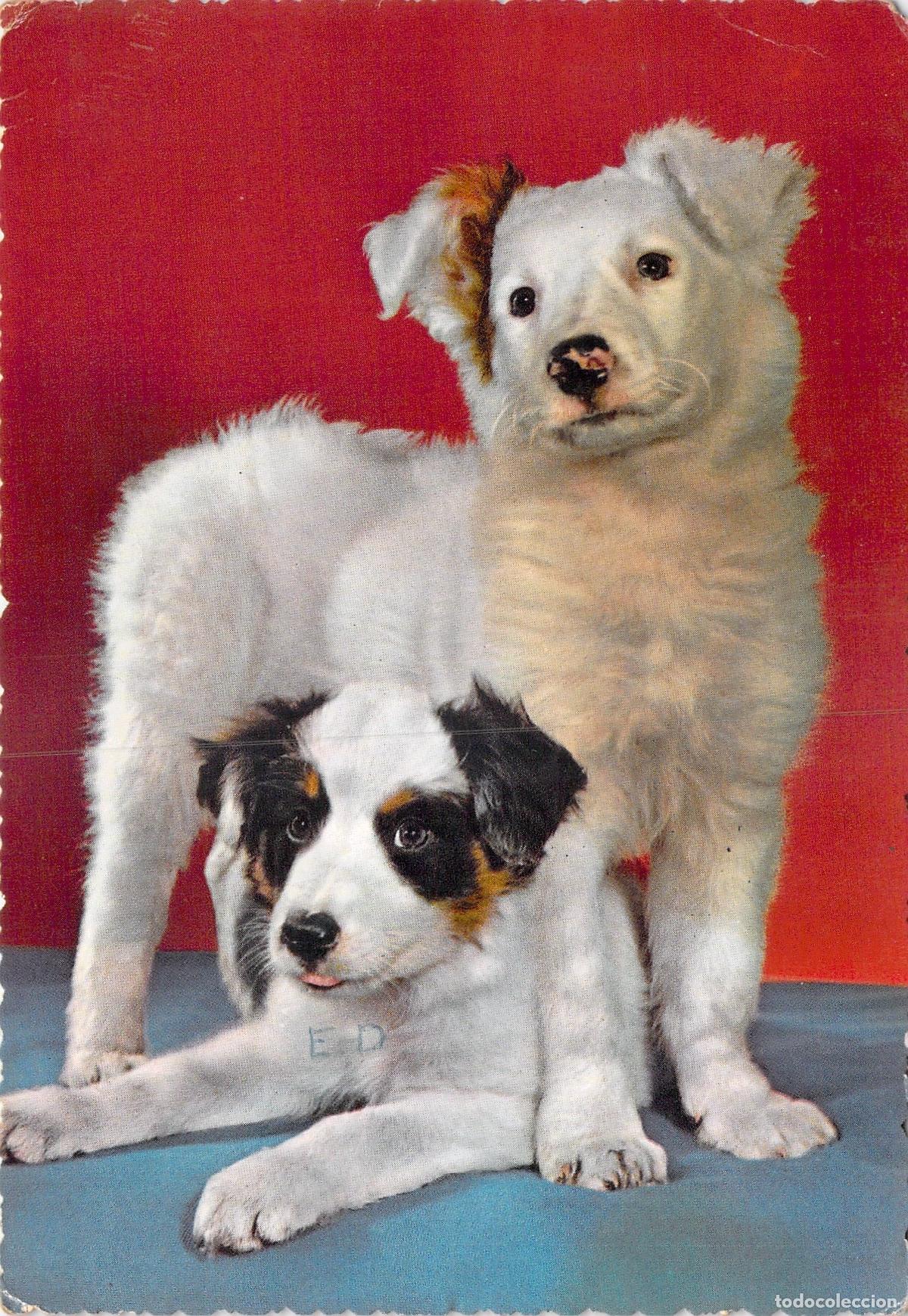 Postales: Postal de Cachorros de Perro, Mascotas y Animales