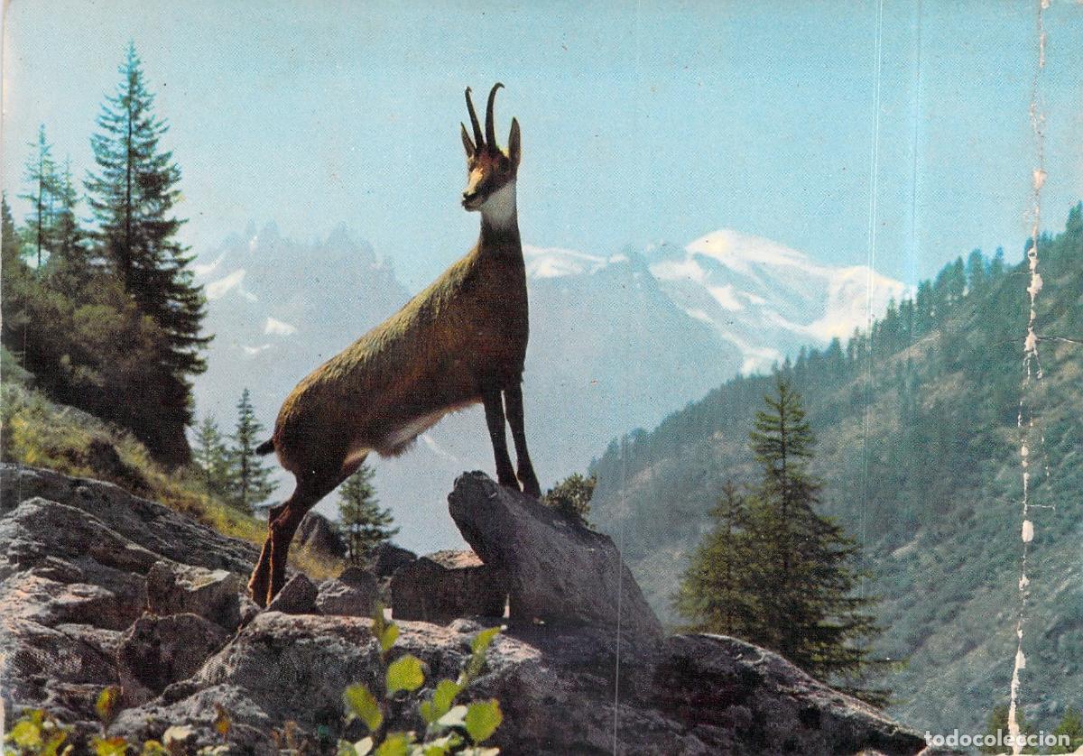 Postales: Postal de Gamuza en los Alpes y el Macizo del Mont Blanc