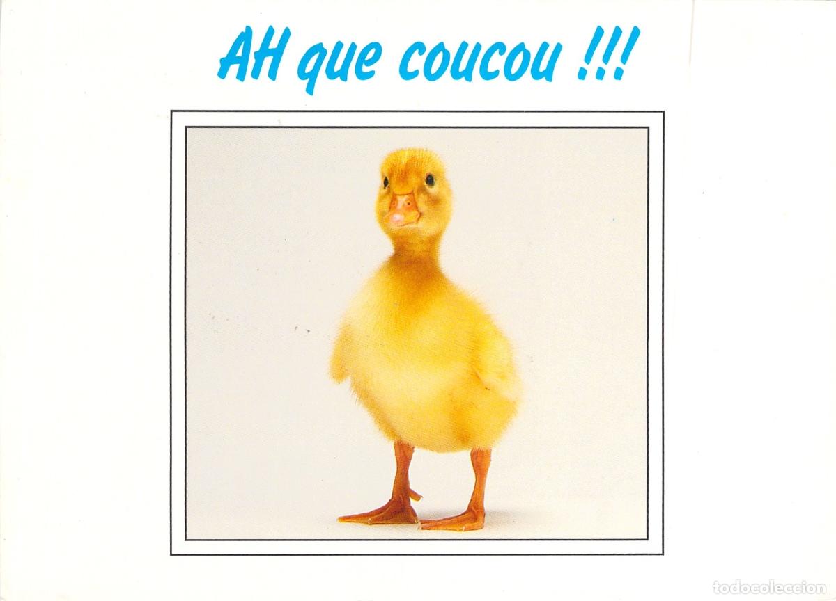 Postales: Tarjeta Postal Humor&iacute;stica con Patito Amarillo AH que coucou