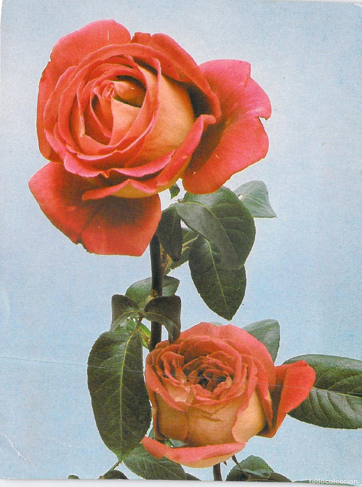 Postales: Postal de Rosas Rojas y Naranjas Fotograf&iacute;a S. Sadowski