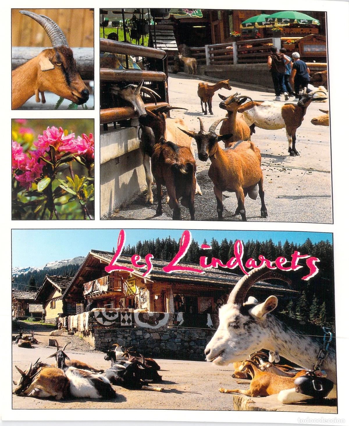 Postales: Postal de Les Lindarets, el Pueblo de las Cabras, Alta Saboya
