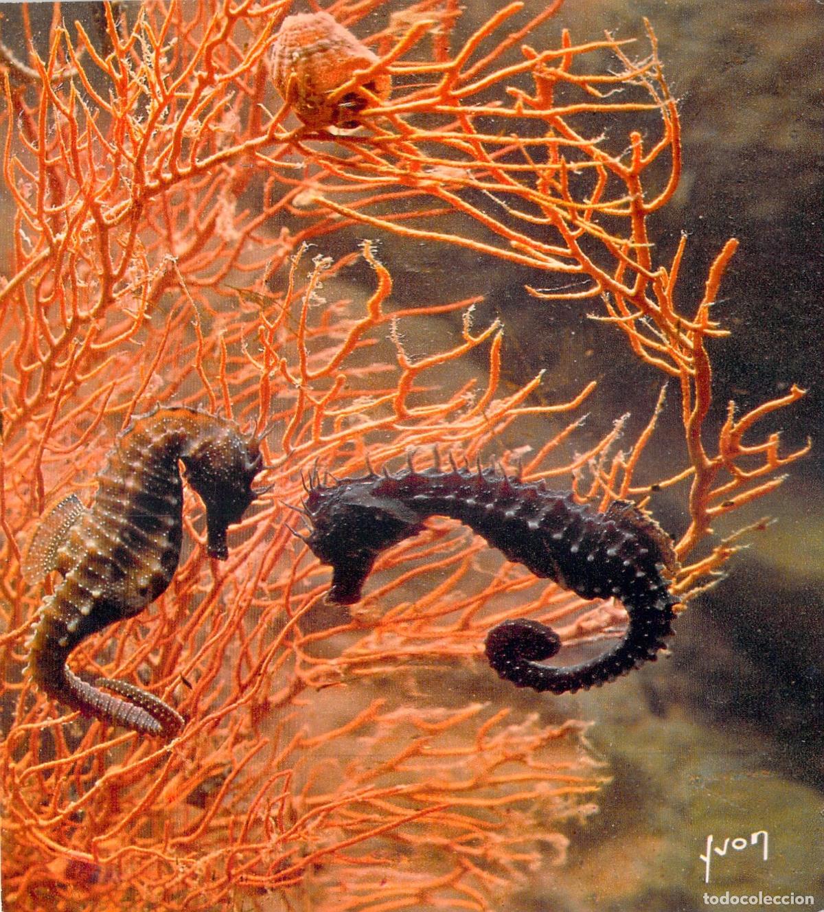 Postales: Postal Museo del Mar de Biarritz - Caballitos de Mar e Hipocampos