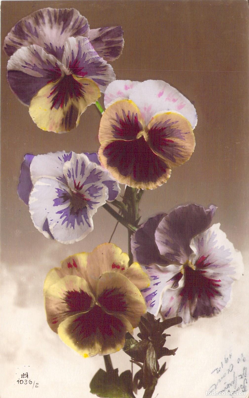 Postales: Postal Art&iacute;stica de Flores Pensamientos de Tur&iacute;n Italia