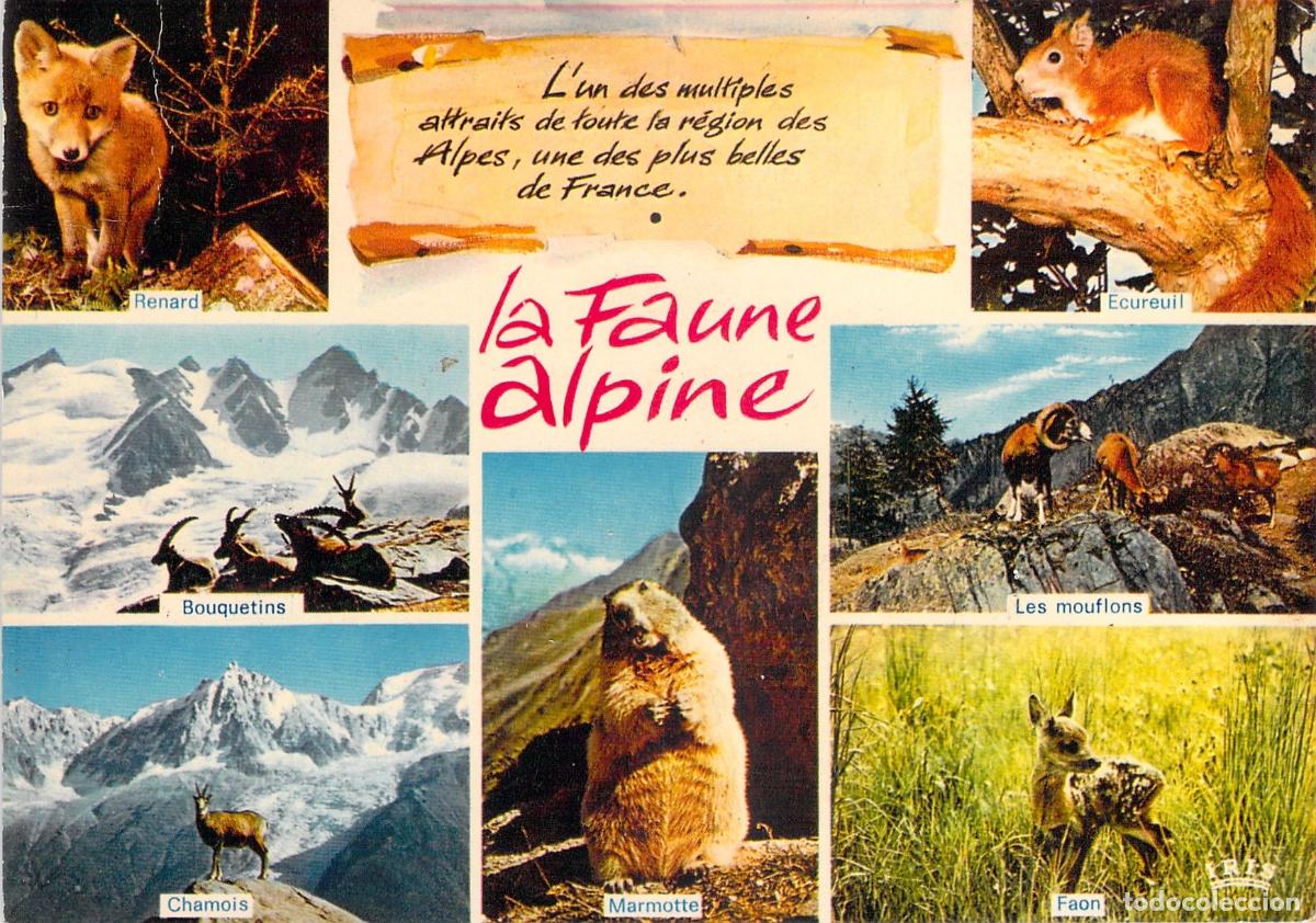 Cartoline: Postal de la Fauna Alpina en los Alpes Franceses con Diversos Animales