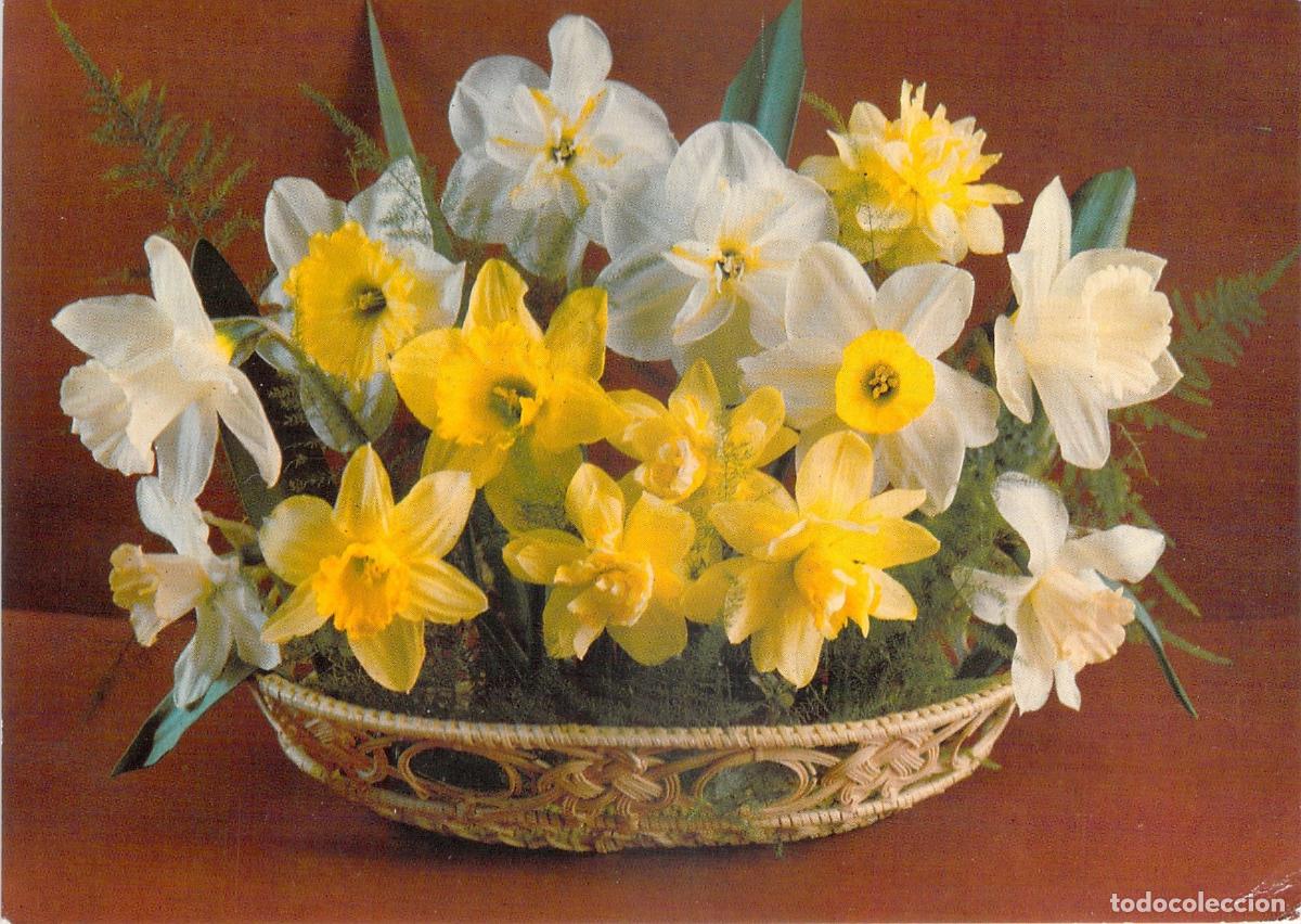 Postales: Postal de Cesta con Narcisos Amarillos y Blancos