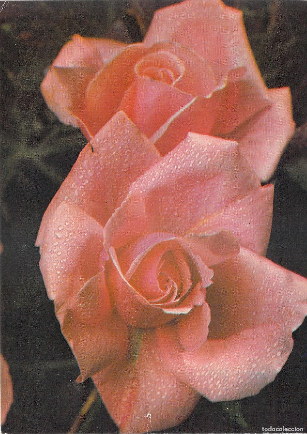 Postales: Postal de Rosas Rosadas con Gotas de Roc&iacute;o