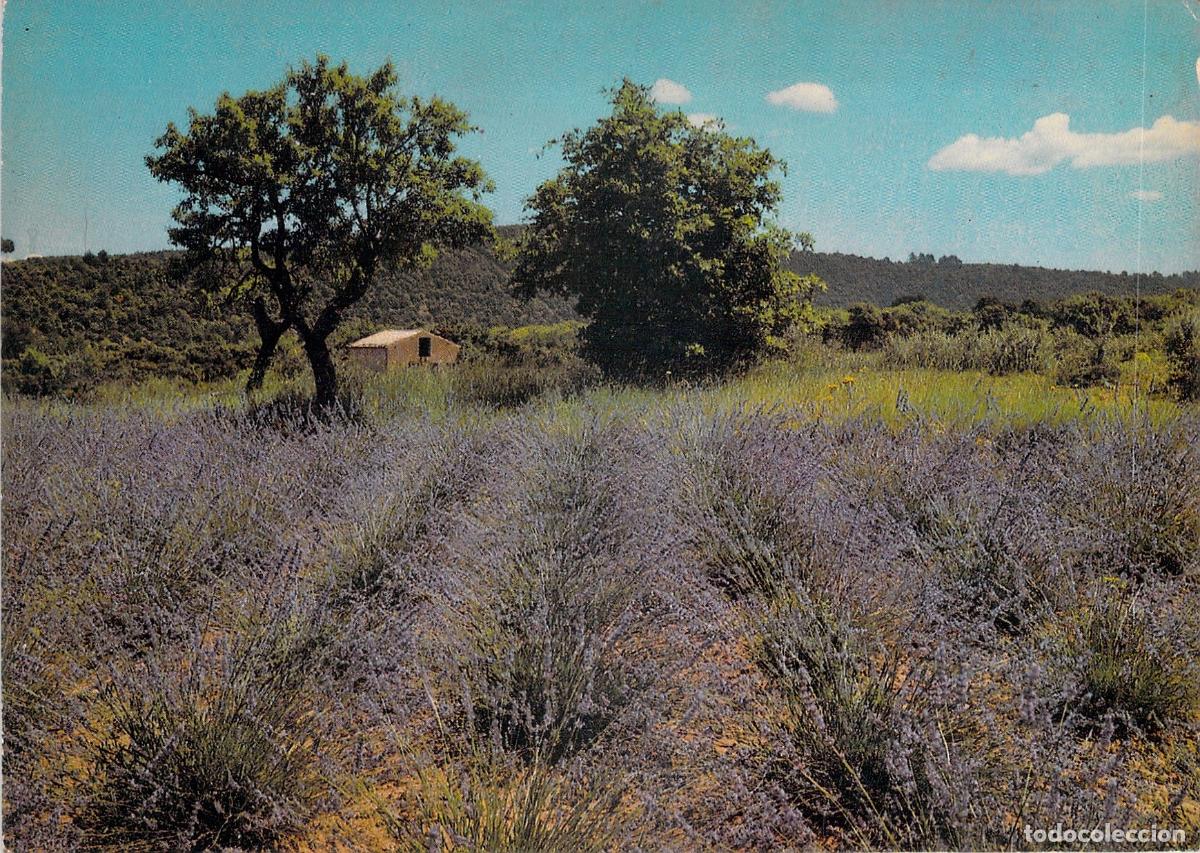 Postkarten: Postal de Campo de Lavanda en Provenza, Francia