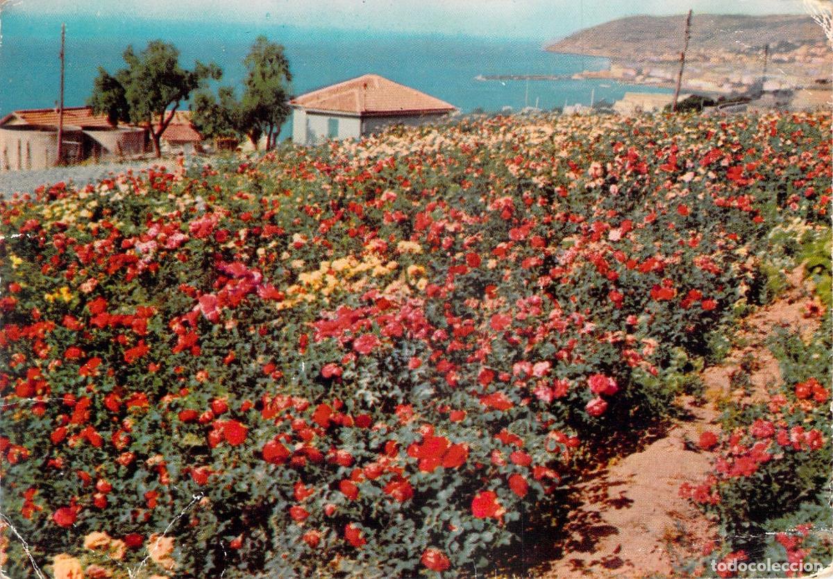 Postais: Postal Sanremo Italia Campo de Claveles y Costa de Liguria