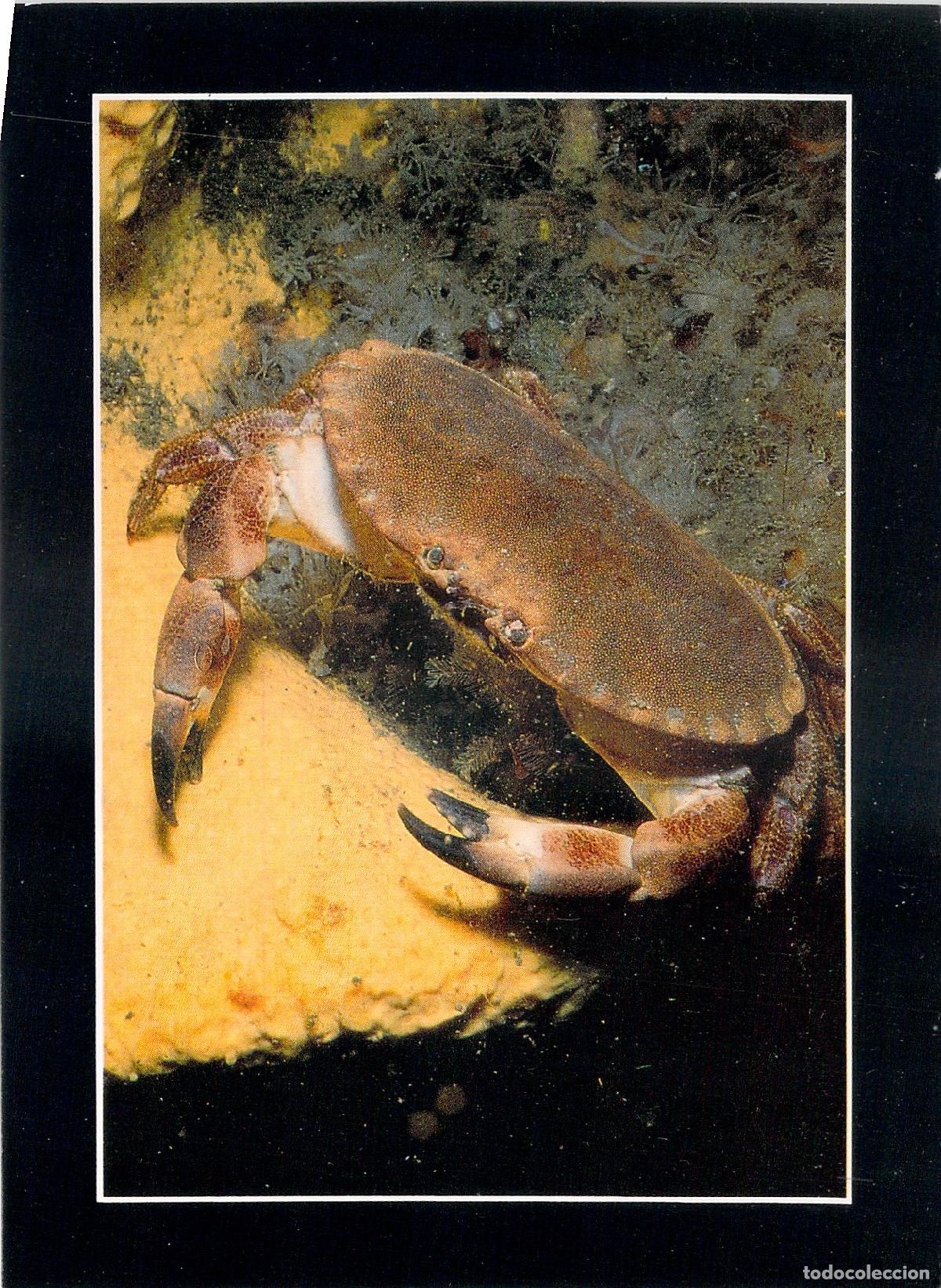 Postales: Postal del Cangrejo Tourteau - Aquarium Oc&eacute;anique de Vannes