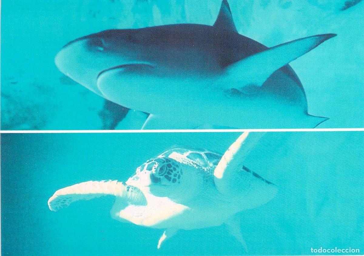 Postales: Postal Aquarium de Vannes: Tibur&oacute;n de Puntas Negras y Tortuga Verde