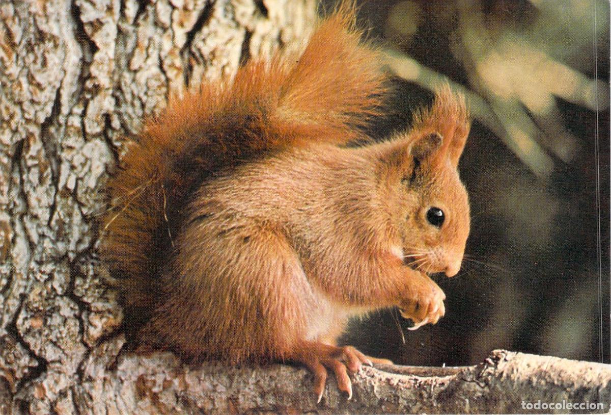 Postales: Postal de Ardilla Roja Royendo en una Rama Fotograf&iacute;a Rapho