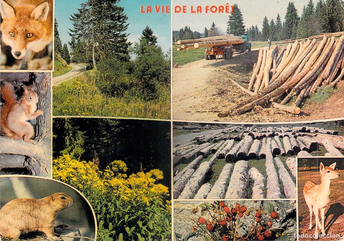 Postales: Postal La Vida del Bosque Fauna y Flora de Francia