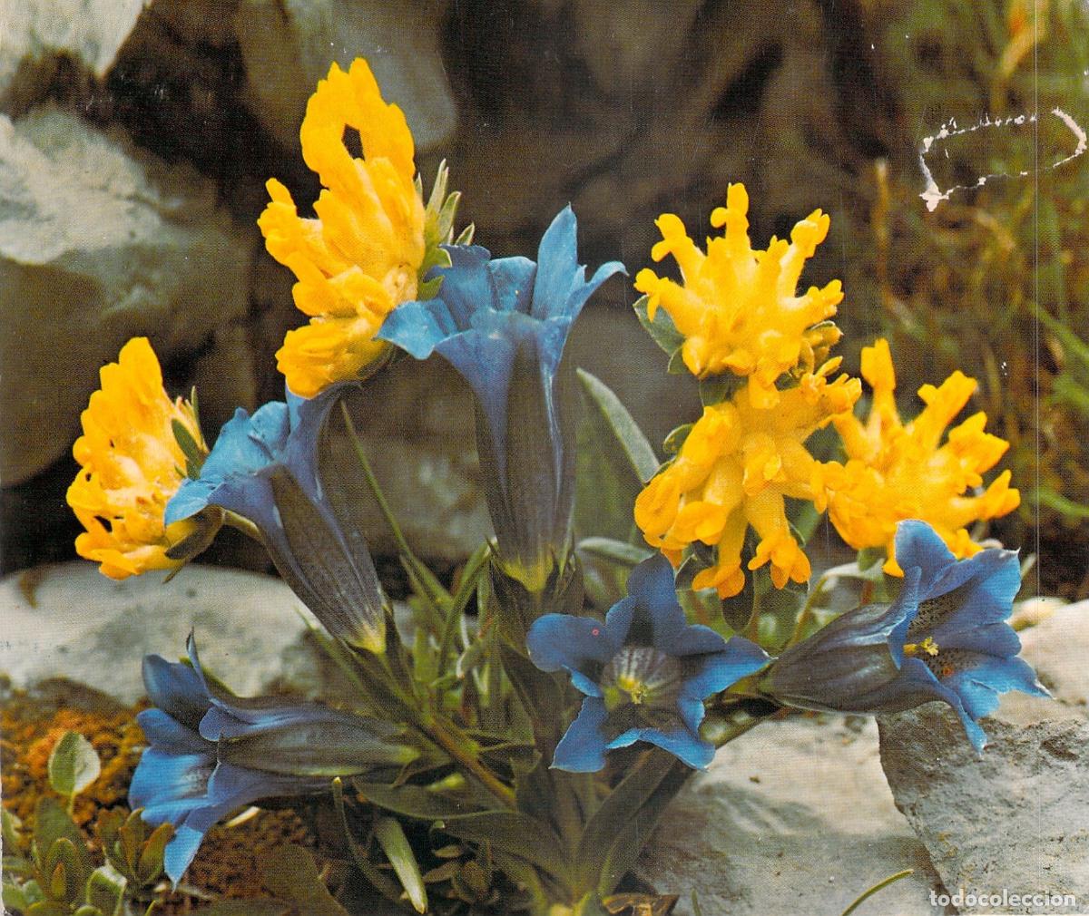 Postales: Postal de Flores Alpinas Genciana y Vulneraria
