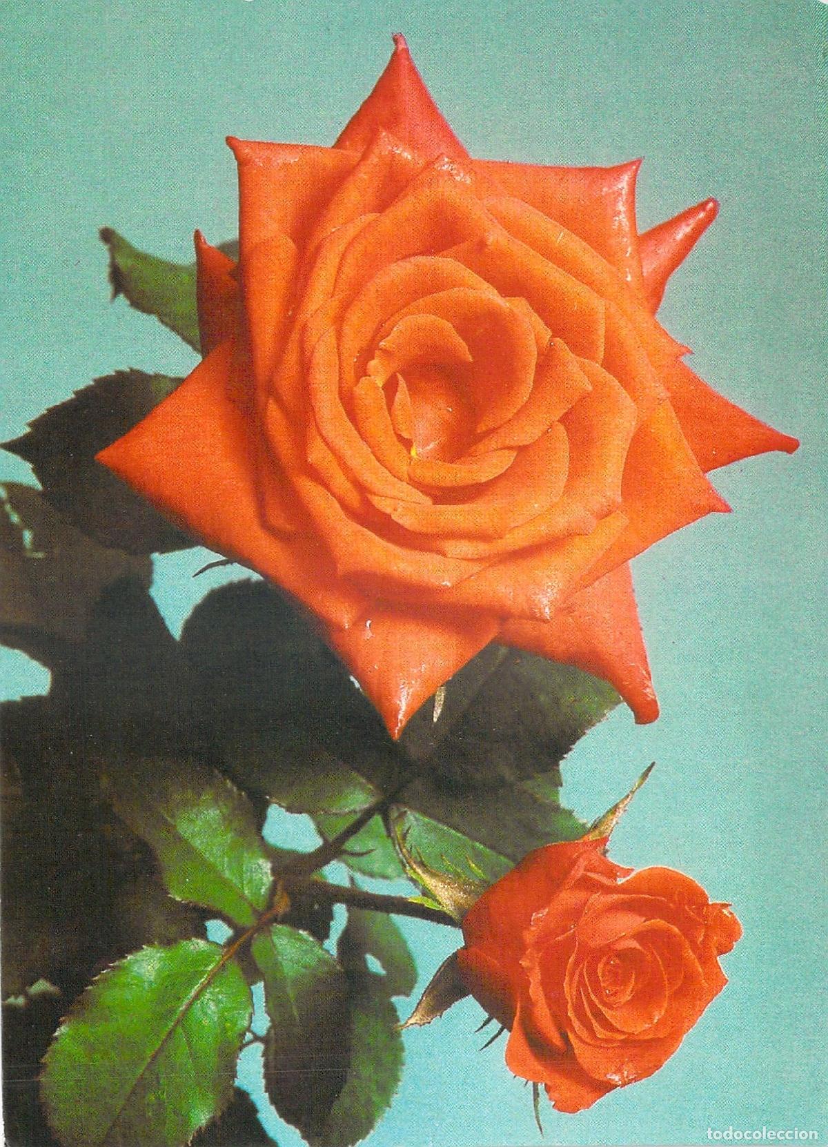 Postales: Postal de Rosa Naranja con Capullo Fotograf&iacute;a de S. Sadowski