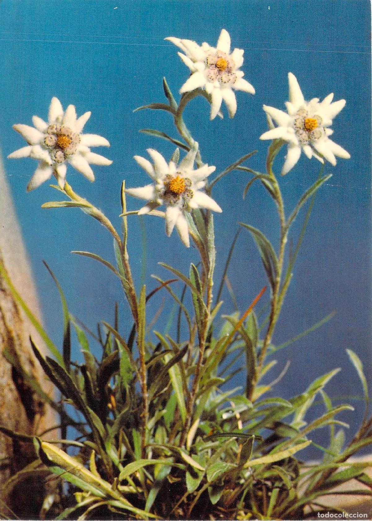 Postales: Postal Edelweiss Flor de las Nieves Leontopodium Alpinum